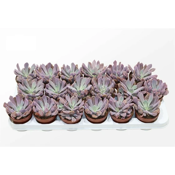 Graptopetalum 'Lilac Spoons'