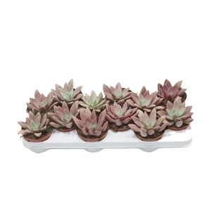 Graptopetalum 'Rosie Crow'