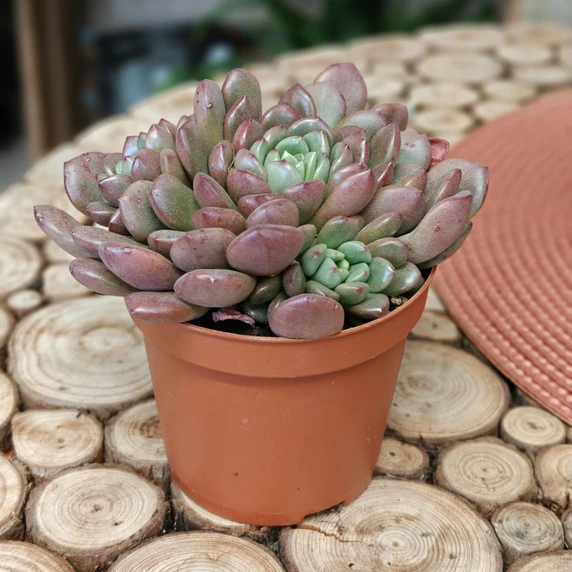 Graptoveria 'Bashful' - image 1