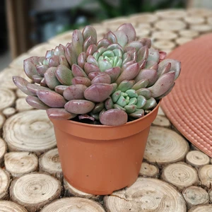 Graptoveria 'Bashful'