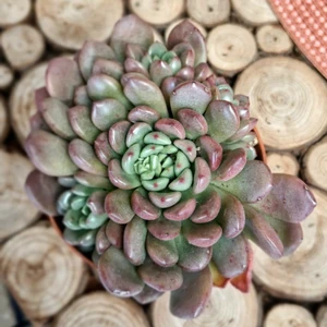 Graptoveria 'Bashful' - image 2