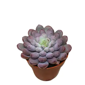 Graptoveria 'Black Racoon'