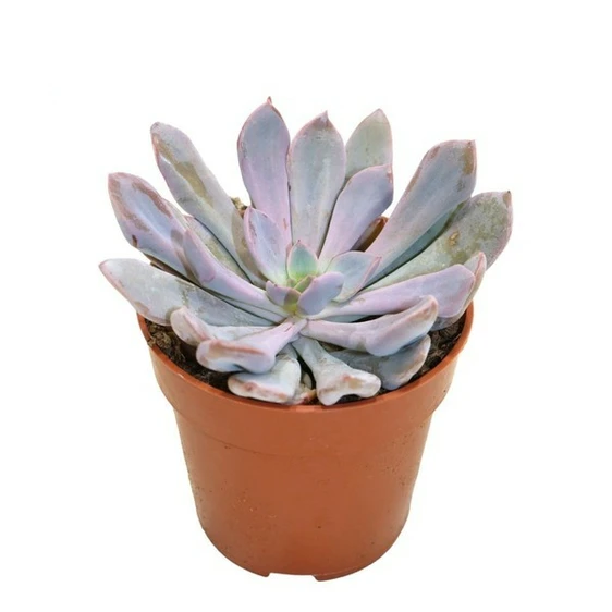 Graptoveria 'Lilac Spoons' 8.5cm - image 1