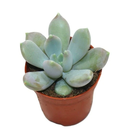 Graptoveria 'Opalina' 5.5cm