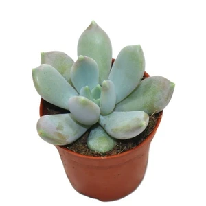 Graptoveria 'Opalina' 5.5cm