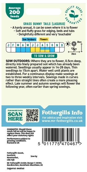 Grass Bunny Tails - Lagurus ovatus Seeds - image 2