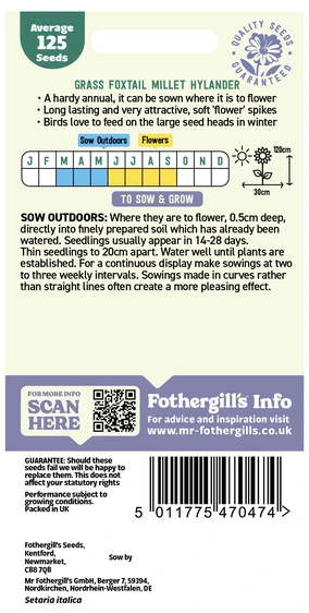 Grass Foxtail Millet (Setaria) Hylander - image 2