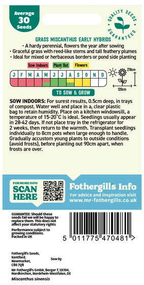 Grass Silver Grass - Miscanthus Sinensis Early Hybrids - image 2
