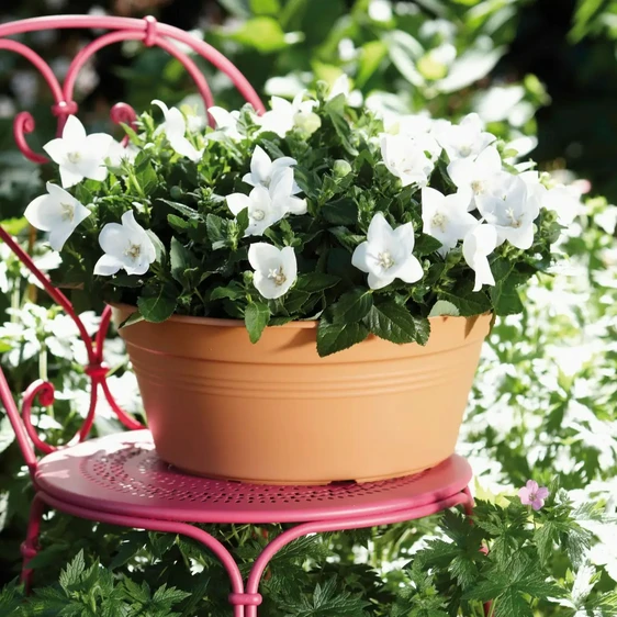 Green Basics Terracotta Bowl Planter - image 1