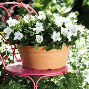 Green Basics Terracotta Bowl Planter - image 1
