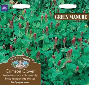 Green Manure Crimson Clover - image 1