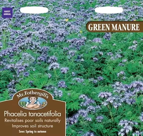 Green Manure Phacelia Tanacetifolia - image 1