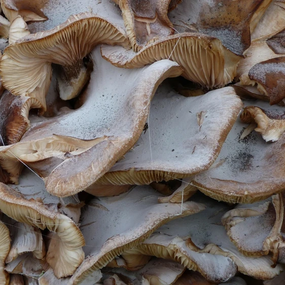 Grey Oyster Mushroom Growing Kit