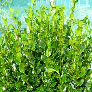 Griselinia littoralis 'Green Horizon' 3L