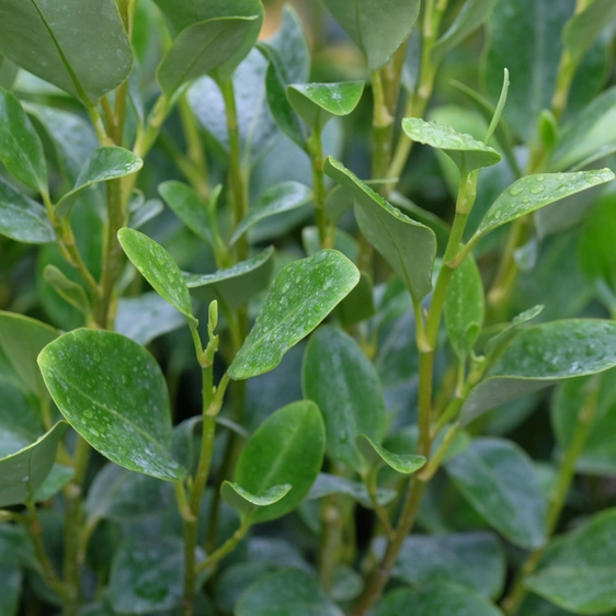 Griselinia littoralis 3L