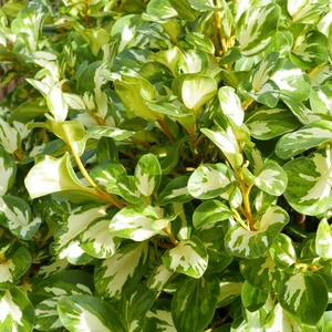 Griselinia littoralis 'Variegata' 3L