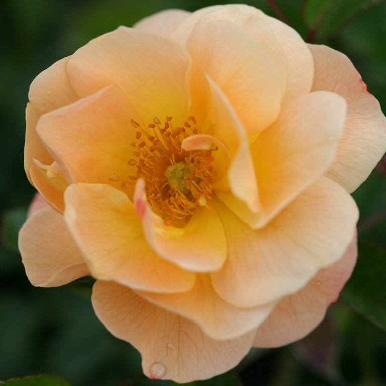 Ground Cover Roses - Cowell's Garden Centre | Woolsington
