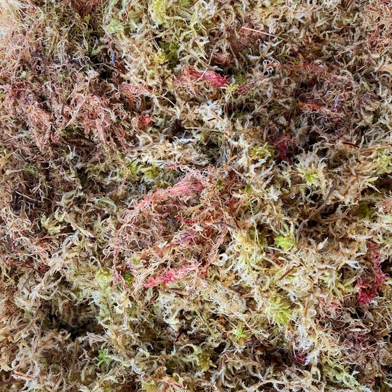 GrowTropicals Sphagnum Moss Mix 2.5L