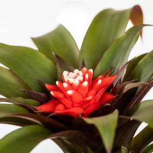 Guzmania 'Hope' - image 1