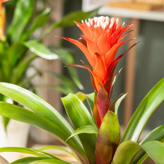 Guzmania 'Hope' - image 2