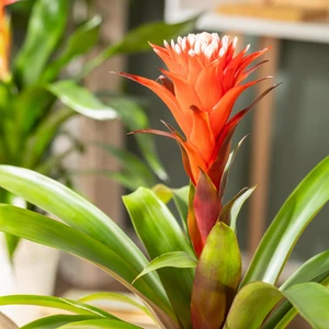 Guzmania 'Hope' - image 2