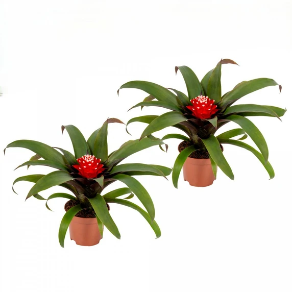 Guzmania 'Priscilla'
