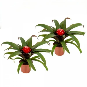 Guzmania 'Priscilla'