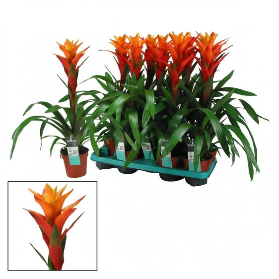 Guzmania 'Variada'