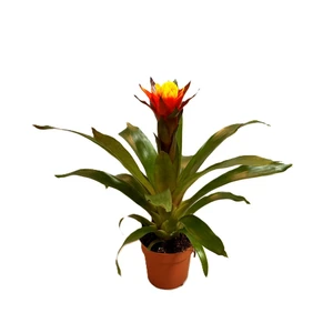 Guzmania 'Yeltix' - image 2