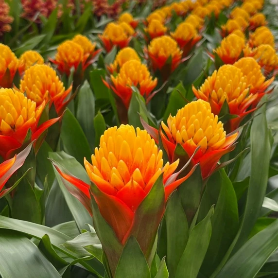 Guzmania 'Yeltix' - image 1