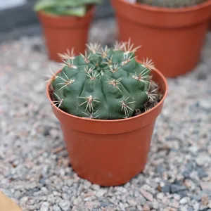 Gymnocalycium damsii - image 1