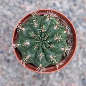 Gymnocalycium damsii - image 2