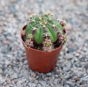 Gymnocalycium damsii f. variegata