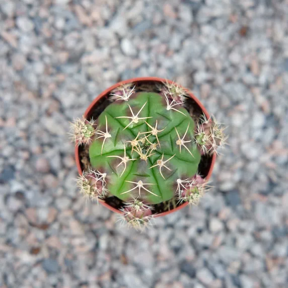 Gymnocalycium damsii f. variegata - image 2