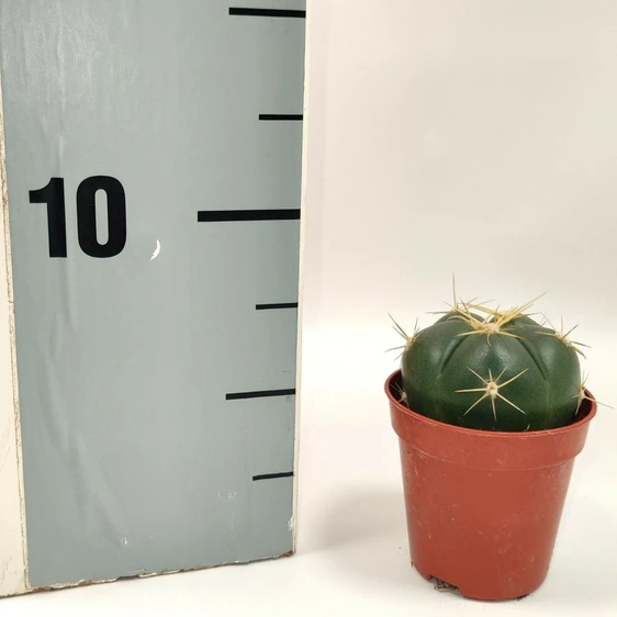 Gymnocalycium horstii 5.5cm