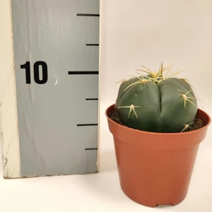 Gymnocalycium horstii 8.5cm