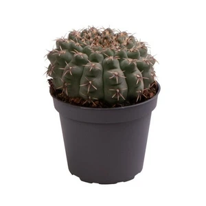 Gymnocalycium horstii 5.5cm
