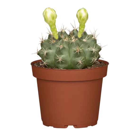 Gymnocalycium mihanovichii (flowering) 8.5cm - image 2