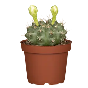 Gymnocalycium mihanovichii (flowering) 8.5cm - image 2