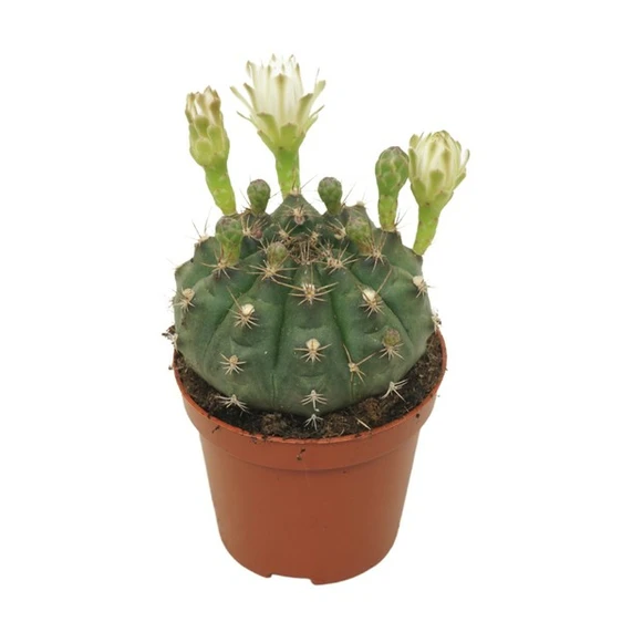 Gymnocalycium mihanovichii (flowering) 8.5cm - image 1