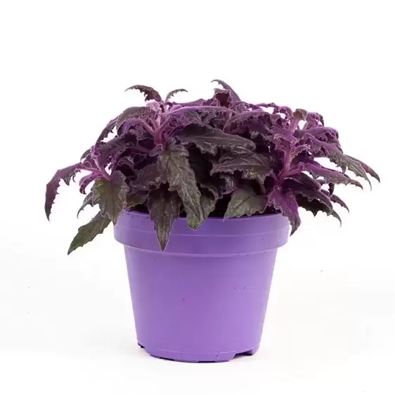 Gynura aurantiaca 'Purple Passion' 7.5cm - image 2