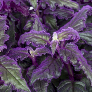 Gynura aurantiaca 'Purple Passion' 7cm - image 1