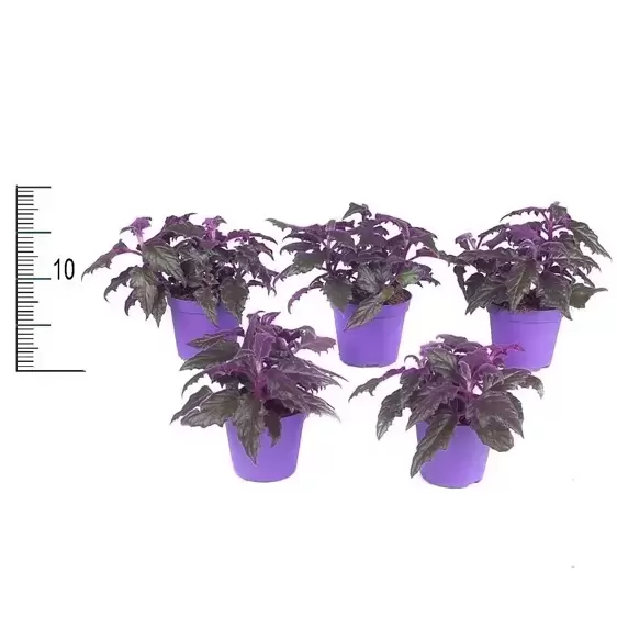 Gynura aurantiaca 'Purple Passion' 7.5cm - image 1