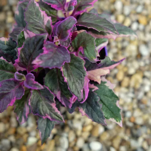 Gynura aurantiaca 'Variegata' 7cm