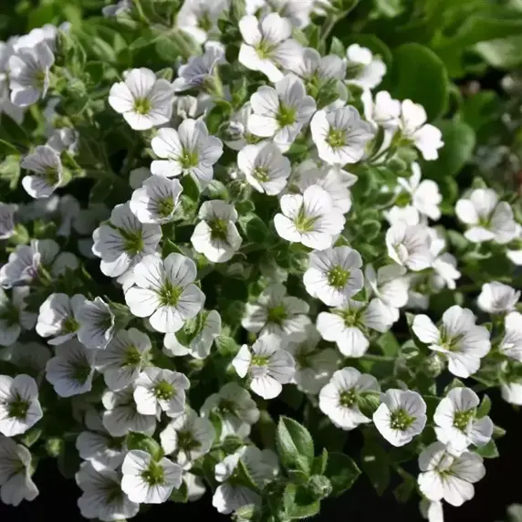 Gypsophila cerastioides 9cm
