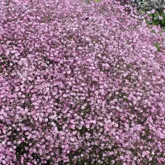 Gypsophila 'Festival Pink'