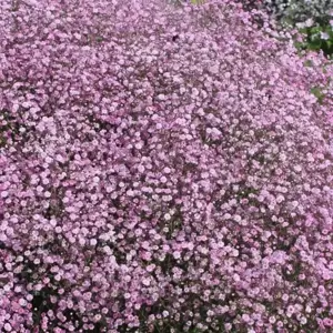 Gypsophila 'Festival Pink'