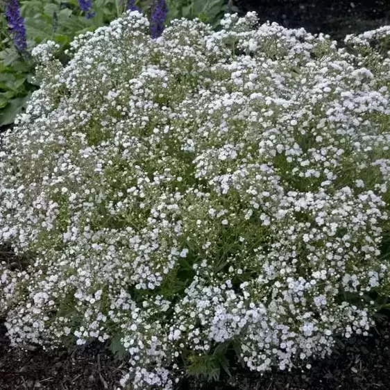 Gypsophila 'Festival White'