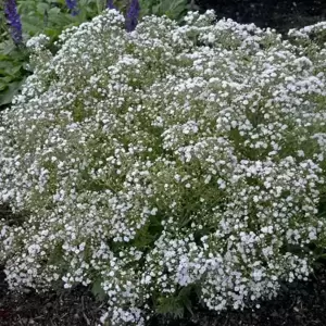 Gypsophila 'Festival White'