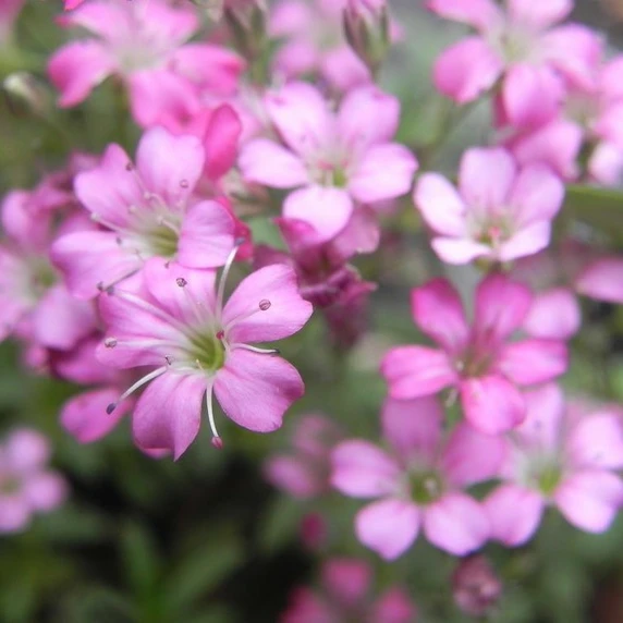 Gypsophila repens 'Filou Rose'